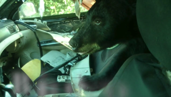 Медведь залез в открытую машину и устроил там беспредел – видео - Sputnik Грузия