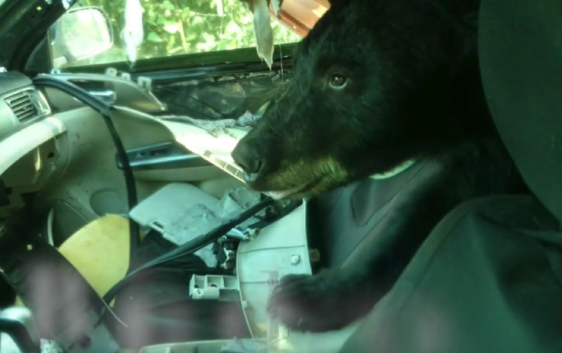 Медведь сгорел в машине. Медведь в машине. Медведь лезет в машину. Медведь вскрывает автомобиль. Медведь за рулем.