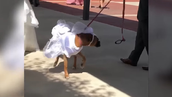 Собака приятно удивила свою хозяйку на свадьбе – очаровательное видео - Sputnik Грузия