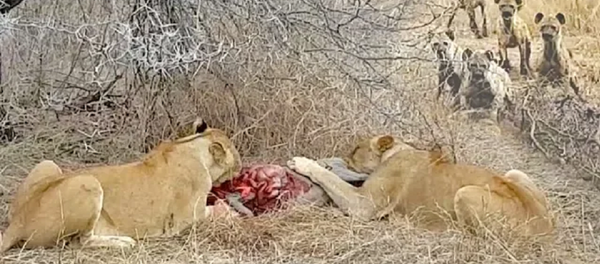 Стая гиен решила отобрать добычу у львов – вот, что из этого вышло - Sputnik Грузия