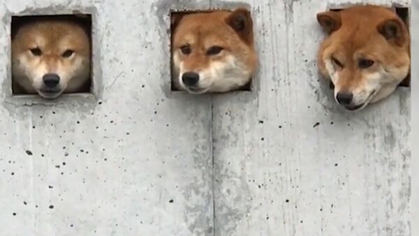 Три собаки в Японии прославились благодаря необычной стене - Sputnik Грузия