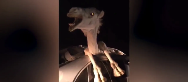 Не спрашивай меня как: застрявшего в машине верблюда засняли на видео - Sputnik Грузия