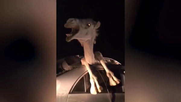 Не спрашивай меня как: застрявшего в машине верблюда засняли на видео - Sputnik Грузия