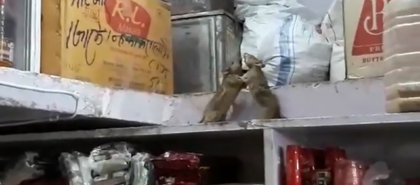 Две крысы устроили бои без правил в подсобке магазина и попали на видео Две крысы устроили бои без правил в подсобке магазина и попали на видео - Sputnik Грузия