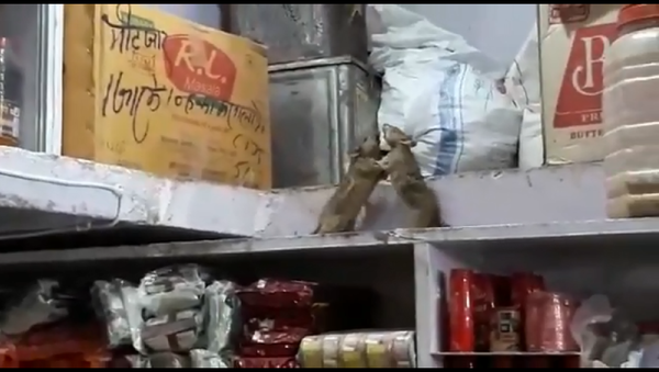 Две крысы устроили бои без правил в подсобке магазина и попали на видео - Sputnik Грузия