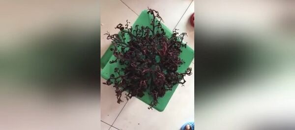 Очевидцы сняли на видео странное существо из морских глубин и шокировали Сеть Очевидцы сняли на видео странное существо из морских глубин и шокировали Сеть - Sputnik Грузия