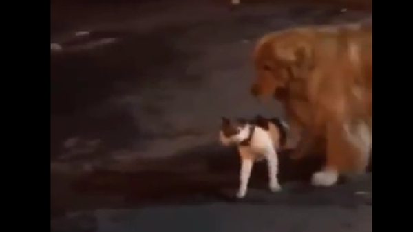 Хороший мальчик спасает плохого кота от передряги – видео настоящей дружбы - Sputnik Грузия