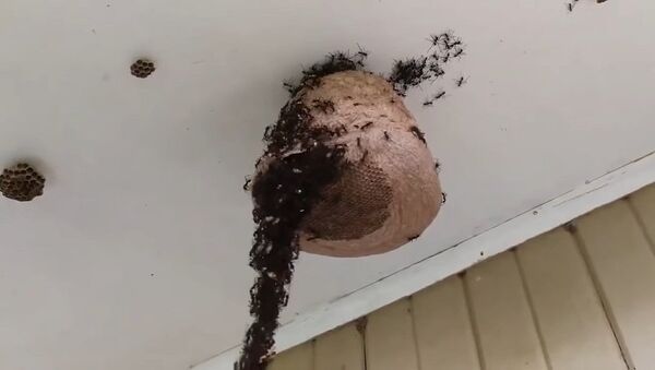 Армия муравьев решила разорить осиное гнездо – это видео повергнет в шок - Sputnik Грузия