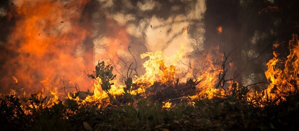 ხანძარი ტყეში ხანძარი ტყეში - Sputnik საქართველო