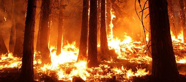 ხანძარი ტყეში - Sputnik საქართველო