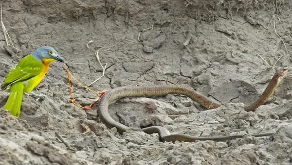Очевидцы сняли на видео, как маленькая птица разделалась со змеей в сафари-парке - Sputnik Грузия