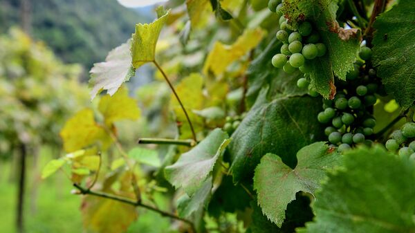 Виноград в винограднике - Sputnik Грузия