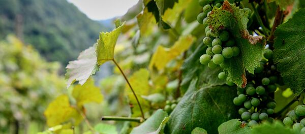 ვენახი - Sputnik საქართველო