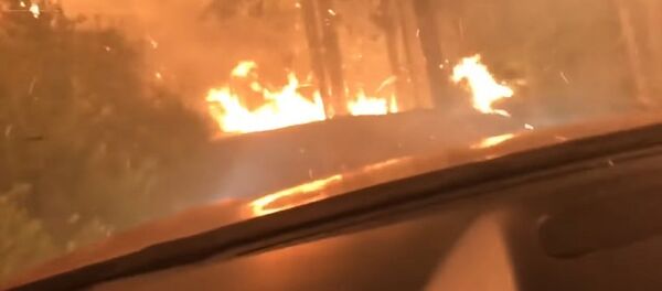 Отец и сын сняли на видео свою поездку сквозь горящий лес - Sputnik Грузия