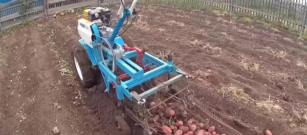 Мужчина изобрел собирающий картошку механизм, который теперь хотят все – видео - Sputnik Грузия