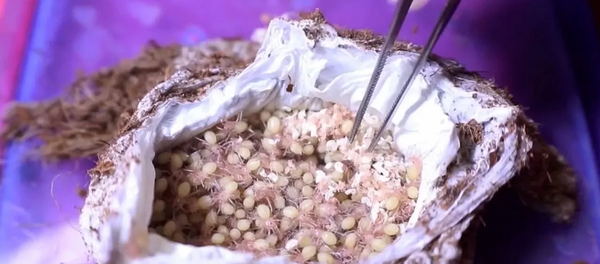 Женщина вскрыла кокон паука-птицееда с сотнями паучков и сняла это на видео - Sputnik Грузия