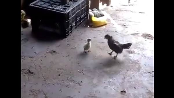 Курица обидела маленького цыпленка, а тот полез в драку – удивительное видео - Sputnik Грузия