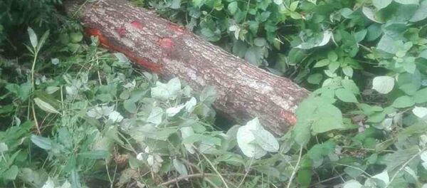 უკანონოდ მოჭრილი ხის მორი - Sputnik საქართველო