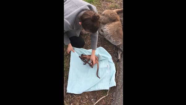 Женщина спасла малыша кенгуру из сумки сбитой насмерть мамы – трогательное видео - Sputnik Грузия