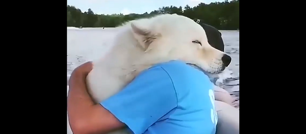 Я люблю тебя, человек: милейшее видео о привязанности животных к людям - Sputnik Грузия