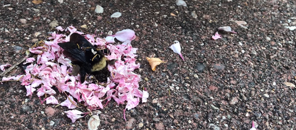 Муравьи устроили шмелю похороны с цветами – это видео вас удивит - Sputnik Грузия