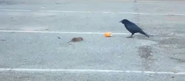 Ворон делится хлебом с голодной мышью – невероятное видео Ворон делится хлебом с голодной мышью – невероятное видео - Sputnik Грузия