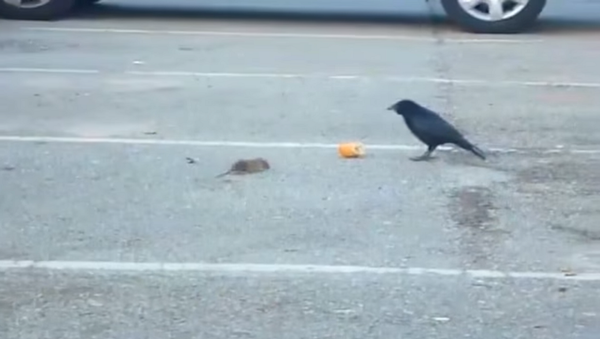 Ворон делится хлебом с голодной мышью – невероятное видео - Sputnik Грузия