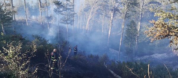 ხანძარი ტყეში, ხაშურის რაიონში ხანძარი ტყეში, ხაშურის რაიონში - Sputnik საქართველო