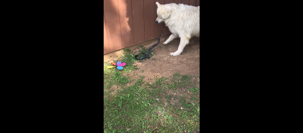 Собака решила защитить хозяйку от змеи, но что-то пошло не так – угарное видео - Sputnik Грузия