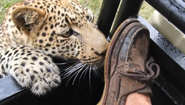 На волоске от смерти: леопард укусил посетителя сафари-парка за ногу – видео - Sputnik Грузия