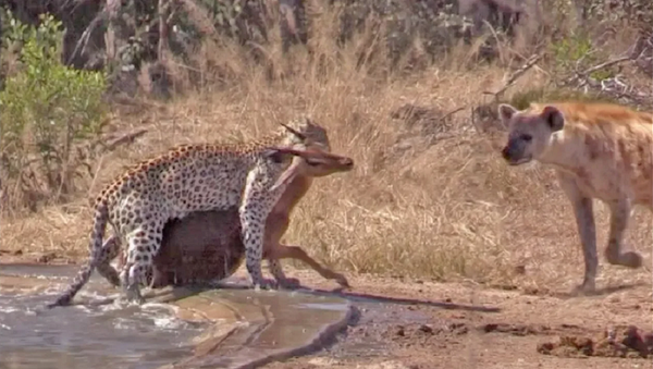 Удачный день: антилопа попала в лапы гепарда, но ее спасла гиена – видео - Sputnik Грузия