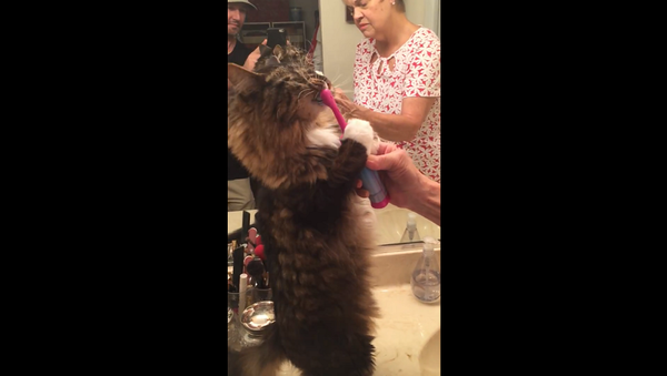Хозяйка сняла на видео, как ее кошка чистит свои зубы электрической зубной щеткой - Sputnik Грузия