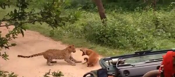 Леопард набросился на собаку, но та дала отпор – удивительное видео - Sputnik Грузия