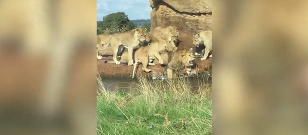 Людям пришлось спасать льва, на которого напали разъяренные львицы – видео - Sputnik Грузия