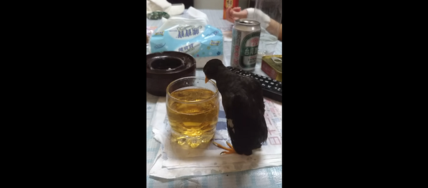 Мужчины решили угостить птичку пивом, а она и не против – видео - Sputnik Грузия