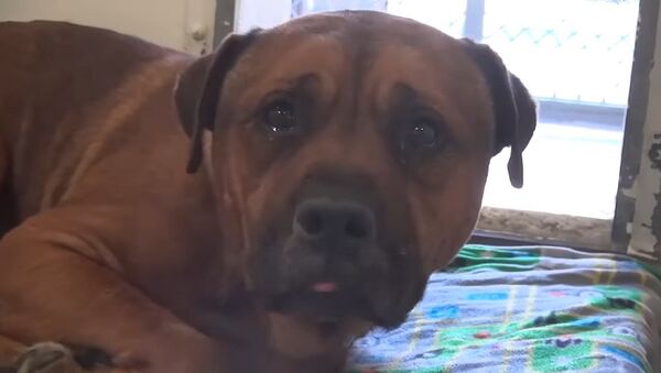 Хозяин сдал собаку в приют, а она поняла это и заплакала – душераздирающее видео - Sputnik Грузия