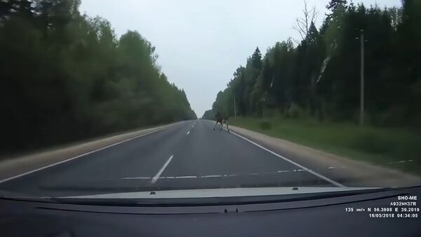 Выбежавший на дорогу лось за секунду сделал из водителя каскадера – крутое видео - Sputnik Грузия