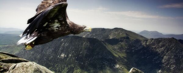 Орел в горах - Sputnik Грузия