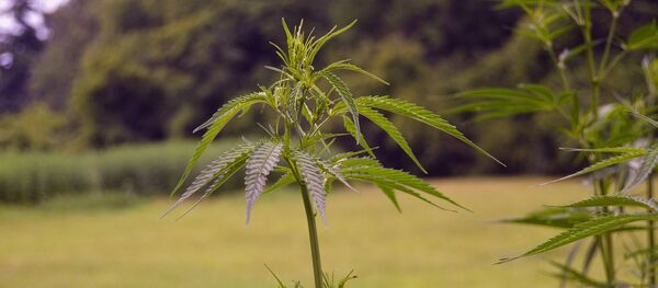 მარიხუანა მარიხუანა - Sputnik საქართველო