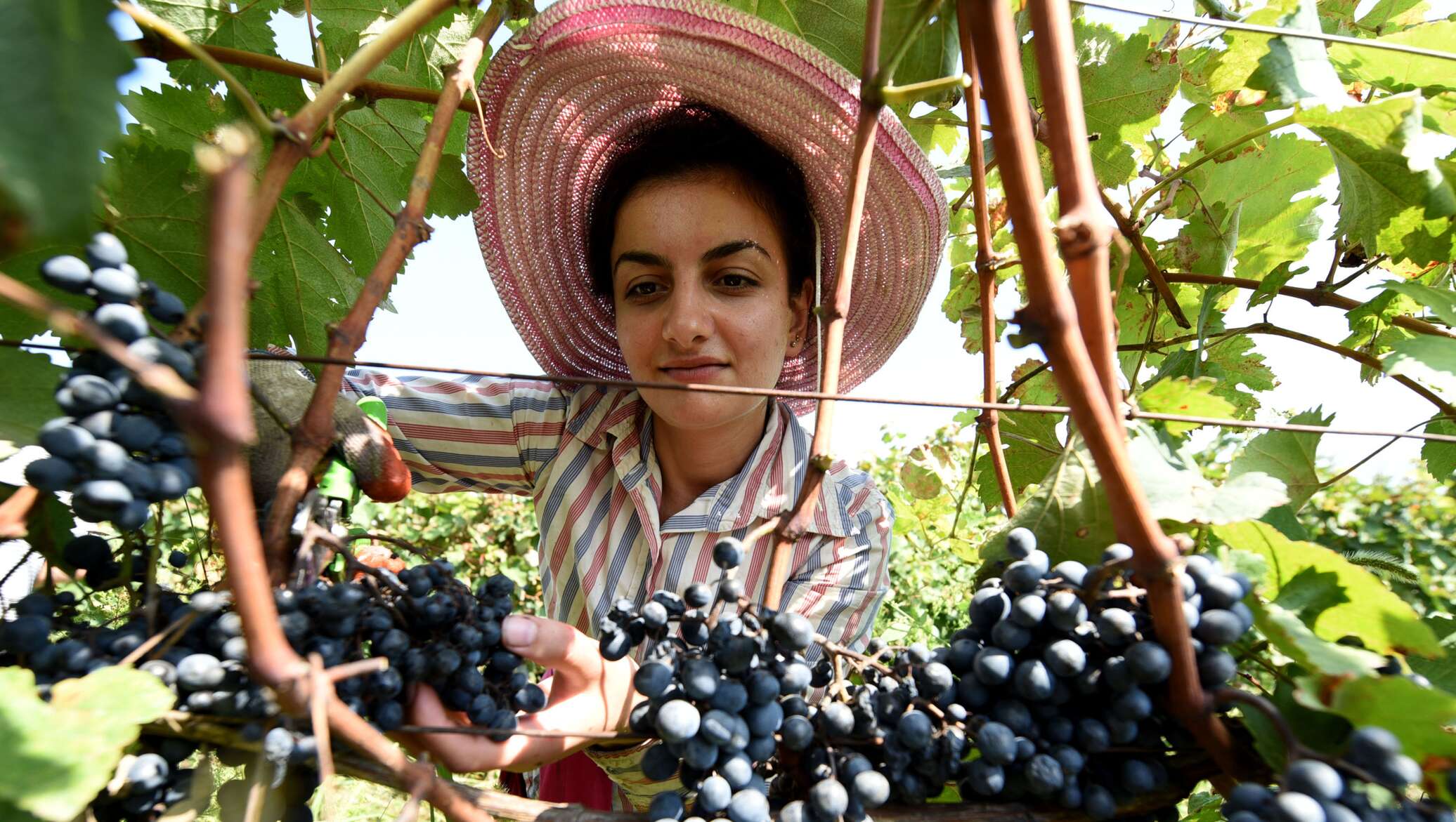 Праздник вина «Ртвели». Грузия