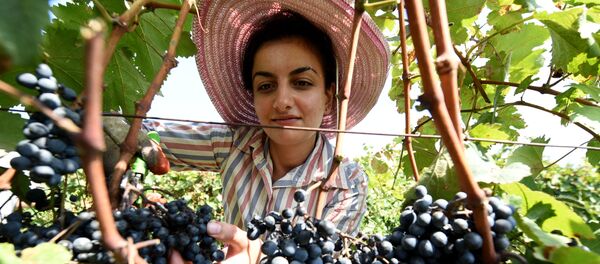 რთველი რთველი - Sputnik საქართველო