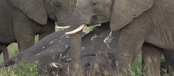 Что случается с огромным слоном после его смерти в дикой природе – видео Что случается с огромным слоном после его смерти в дикой природе – видео - Sputnik Грузия