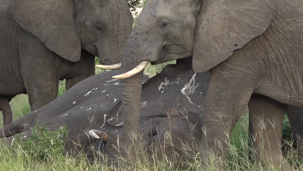 Что случается с огромным слоном после его смерти в дикой природе – видео - Sputnik Грузия