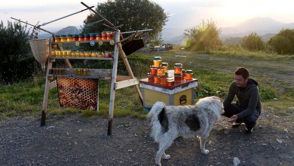 Торговля медом в Кахети в Гурджаанском районе на перевале Гомбори - Sputnik Грузия