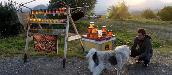 თაფლით ვაჭრობა - Sputnik საქართველო