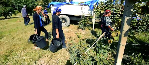 რთველი კახეთში: როგორ კრეფენ ყურძენს აღმოსავლეთ საქართველოში - Sputnik საქართველო