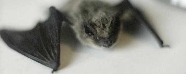 ღამურა ღამურა - Sputnik საქართველო