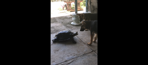 Агрессивная черепаха держит в страхе двух собак – очень смешное видео - Sputnik Грузия