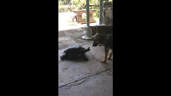 Агрессивная черепаха держит в страхе двух собак – очень смешное видео - Sputnik Грузия
