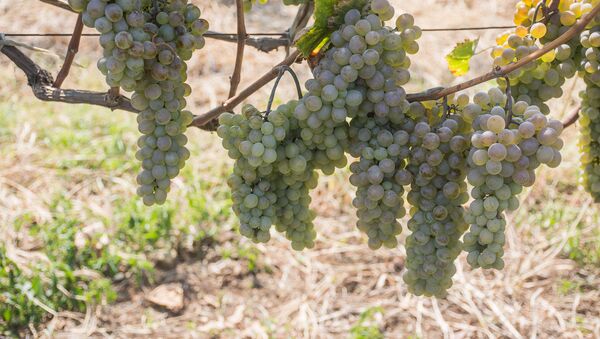  Сбор урожая винограда - Ртвели 2018 - Sputnik Грузия